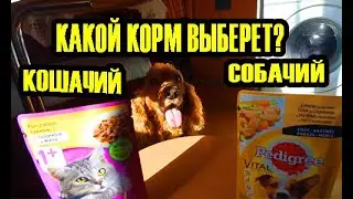 Спаниель Сёма: Дегустация кошачьего и собачьего корма со вкусом курицы. Какой выберет?