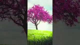 Lightroom editing | Cherry Blossom | 