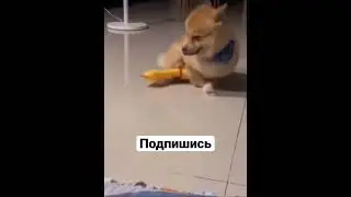 #ржака #тикток #хаха #тренды #ржач #приколы #смех