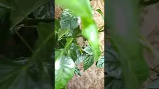 Китайская 🌹 роза. Где лучше всего её поставить? Chinese rose.