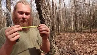How To Get Safe Water From A Tree.