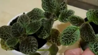 ЭПИСЦИЯ ПОСАДКА ЧЕРЕНКОВ ЭПИСЦИИ EPISCIA