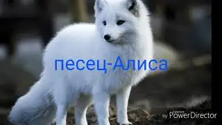 Какое ты животное по именам
