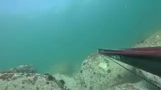 Окунь Шлегеля вылез на выстрел