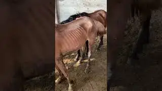 Un mucchietto di ossa