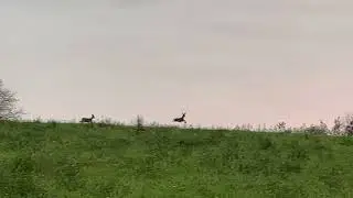 Des chevreuils à la sortie de Hundsbach
