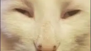 meme sound ngorok🗿