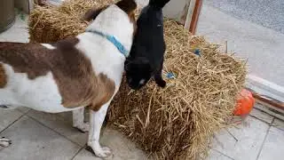Richie Cat Test