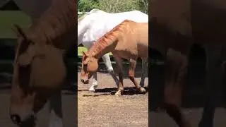 Horse First Time Meeting 2022 ।  Managing Mixed Gender Herds