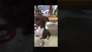 Собака спиннер крутяка
