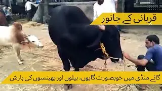 Beautiful Cows bulls and buffalos in cow mandi || Viral Video