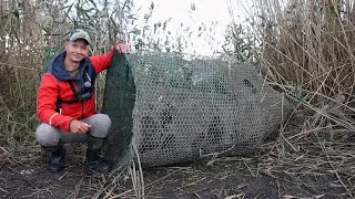 Нашёл брошенную браконьерскую ВЕРШУ на дикаре, ловля карася на фидерную снасть, вот это улов рыбы