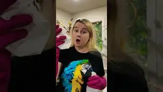 И так каждый день🤣 Жизнь с 25 питомцами☺️ #смешныеживотные #смешныепитомцы #смешныевидео #попугай