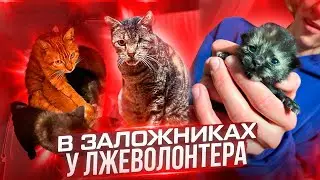 Больные кошки в заложниках у лжеволонтера 
