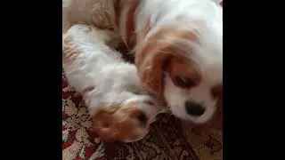 Бентли с Витой #puppy
