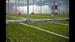 KG Systems - Roller benches Hendriks Young plants