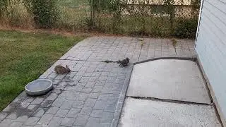 Rabbit And Squirrel On Patio, Part 1
