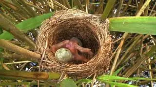 Yumurtaları Yuvadan Atan Yavru Kuş