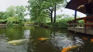 Japanese Garden Fort Worth Texas feeding fish! 360 video, pan or swipe to change views.
