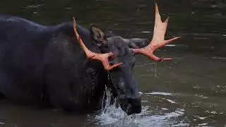 Moose  Beaver Pond Part 1   HD 1080p
