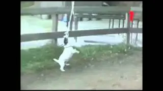 Funny Animals Videos. Самые лучшие приколы c животными #22
