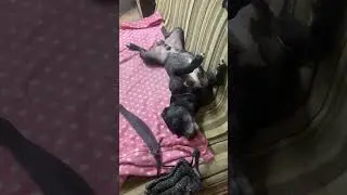 Начитало 
