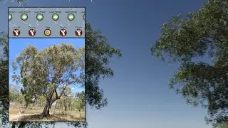 SpeedTree: Australian Eucalyptus Gum