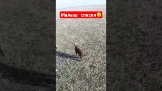 Ягненок спасен и доставлен маме🎉 #охотанагуся #shorts #shortvideo #hunting #весенняяохота