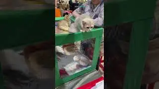 Выставка кошек