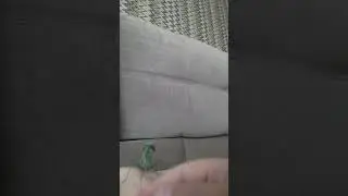 мой самец стоит в стойке