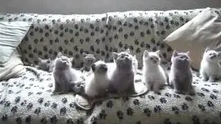 Котята