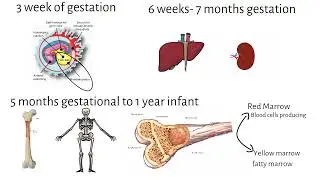 Mastering Hematopoiesis: Understanding the Process of Blood Cell Formation.A Comprehensive Vid Guide