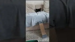 Марсик уехал домой