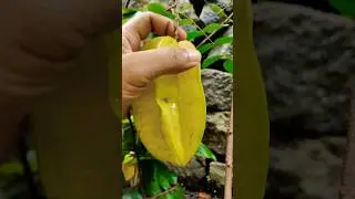 Plucking Carambola fruit #fruits #plants #fruitlover