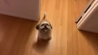 TEACHING THE BASIC COMMANDS TO MY 3 YEAR OLD SHIH TZU