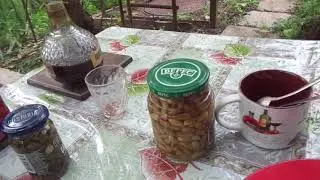 Маринованные, как каперсы  колоски сосновые