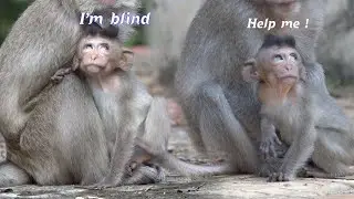 Very Pitiful Starved Baby Vigo Trying To Served Herself Very Hardly