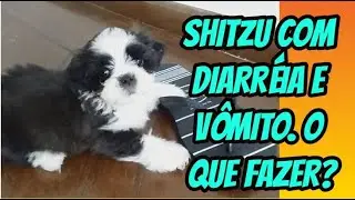 Cachorro SHITZU com diarreia e vomito. SHITZU com DIARREIA e VOMITO o que fazer?