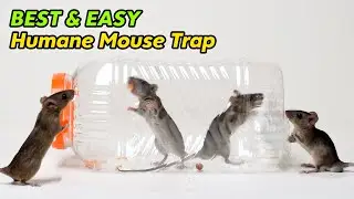 Best & Easy Humane Mouse Trap with Plastic Jar/Bottle | Rat Trap Homamade DIY
