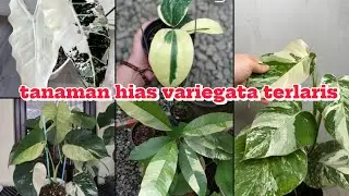 16 JENIS TANAMAN HIAS VARIEGATA TERLARIS DI TAHUN 2024!!