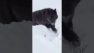 A day in life as a wildlife photographer (Yellowstone Winter)