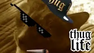 Bad Cat