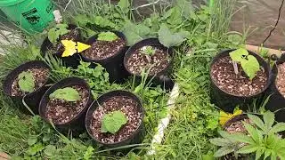Grow Update: Mother Plant Gaia#3