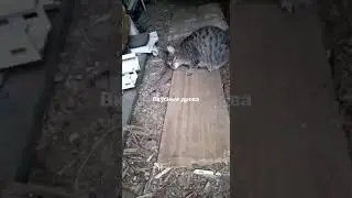 Прикол, кошка ест дрова
