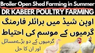 Broiler Open Shed Farming in Summer | Broiler Chicken Farming in Pakistan | Dr Kabeer