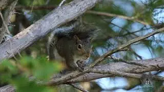 Barking Squirrel    HD 1080p