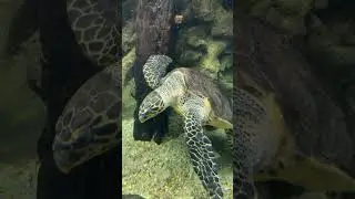 I love Sea Turtles