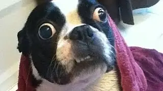 Ultimative Sjove Hund Videoer. Kompilering [Hd]