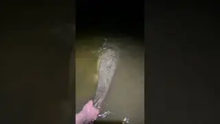 River Monster | Flathead Release #fishing #flathead #catfish