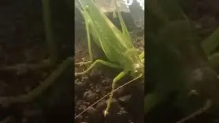 Новый домик. Теперь она спокойно может отложить яйца в землю. 🦗🤰